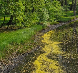 Blütenstaub im Teich - Wenn der Frühling das Wasser kippen lässt