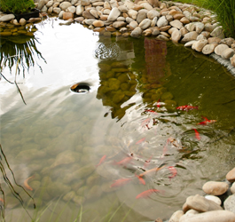 Sommer im Teich Wenn der Teich nach Luft ringt Blog
