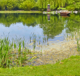 Frühling Blütenstaub im Teich trübes Wasser Blog