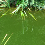 Algen im See + Teich, Hilfe gegen Algen, Algen ABC